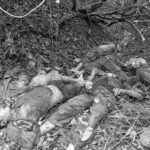 About 40 MMK troops killed in battle near Sanay, Kyaukphyu Township, and bodies and ammunition seized